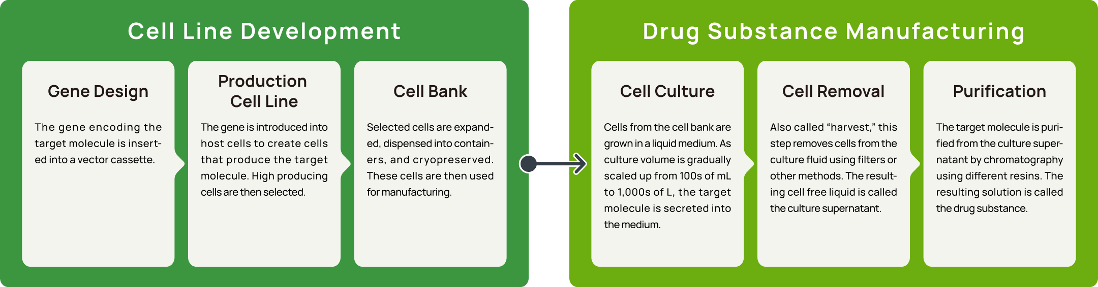 Gene Design, Production Cell Line, Cell Bank, Cell Culture, Cell Removal, Purification